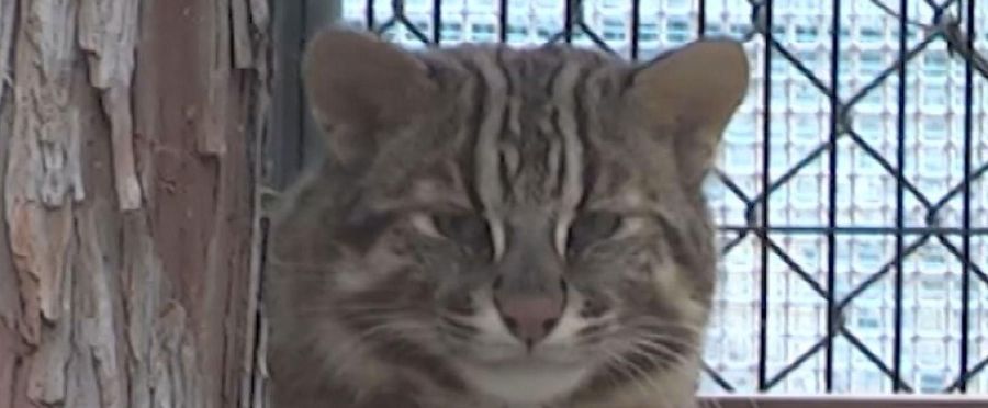 ツシマヤマネコの事故死とその影響