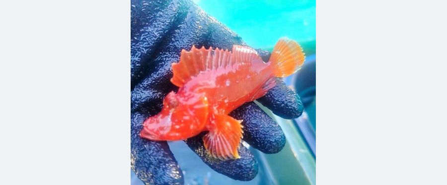 幻の魚ナミダカサゴ、半世紀ぶりに発見
