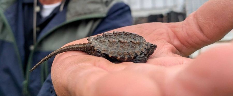 瑞穂市で発見！危険なワニガメ幼体の正体とは