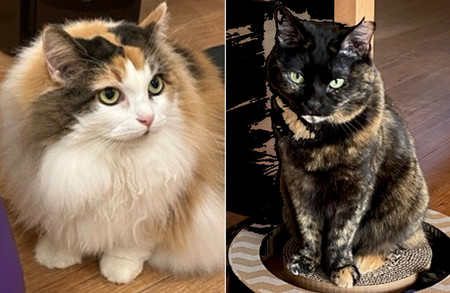 三毛猫の毛色遺伝子を九州大が発見