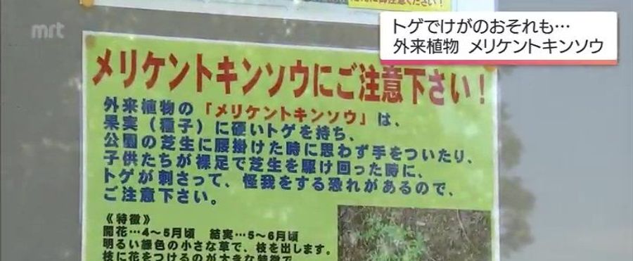 芝生に潜む外来植物「メリケントキンソウ」の注意点