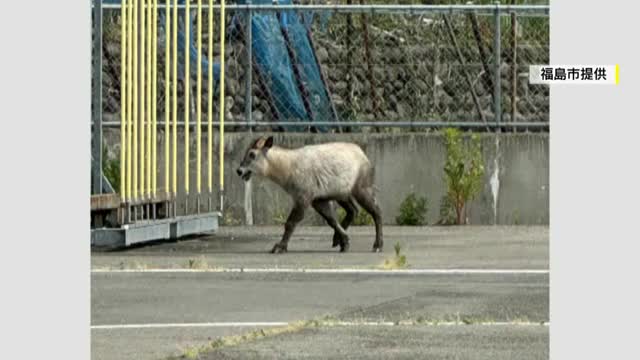 福島の運転免許センターにニホンカモシカ出没