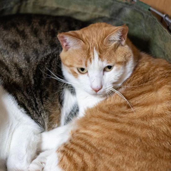 熊本市で発見された150匹の猫の死骸の真相