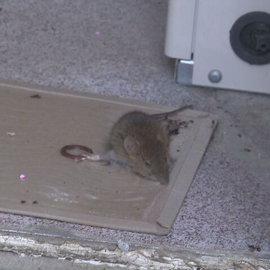 北海道南部でネズミ大量発生の実態とは？
