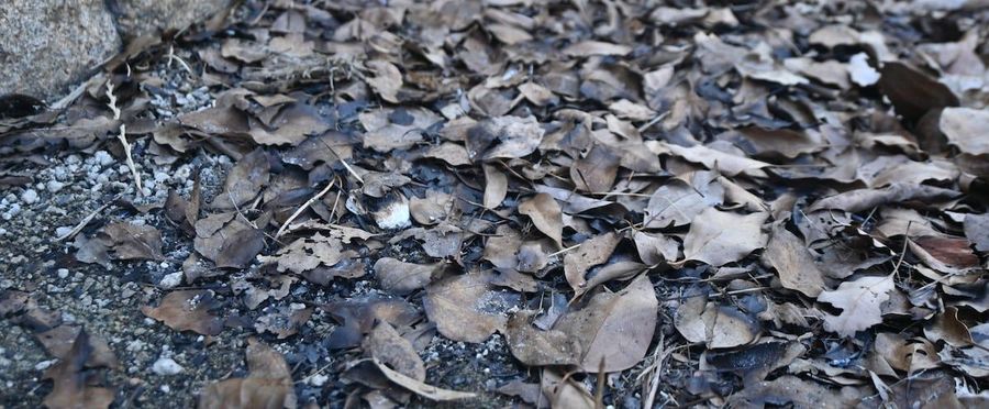 大阪の神社で放火事件、犯人の供述とは
