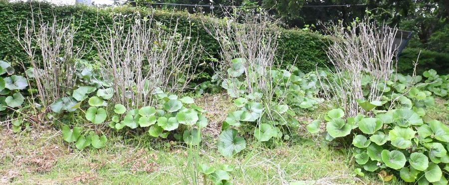 セカチュー聖地アジサイの丘での食害問題