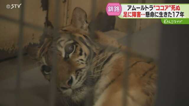 0:41足に障害あるトラ「ココア」死ぬ6/19(木) 11:43