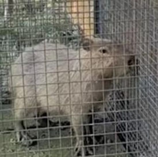 中国動物園のカピバラ、2か月の逃亡生活を経て捕獲