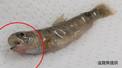 滋賀県米原市でイワナ1万尾がレッドマウス病で死滅