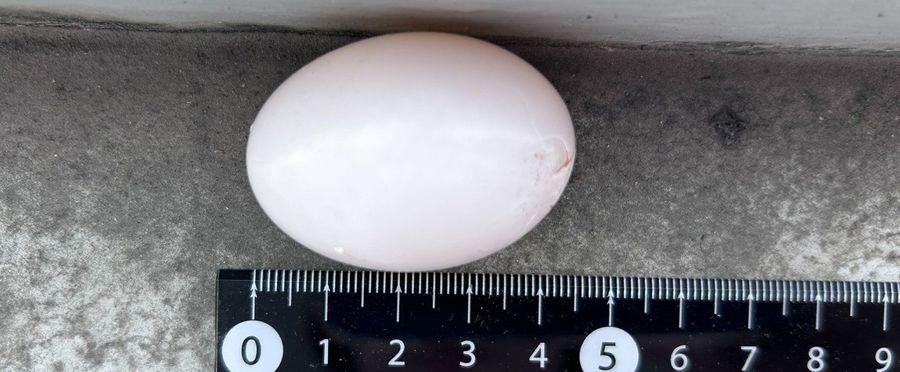 ベランダに突然落ちたハトの卵の処理法