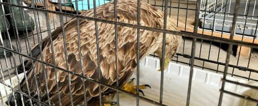 オジロワシ、散弾10発の被弾歴が判明