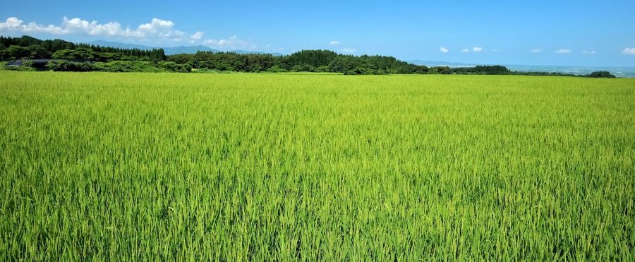 令和の百姓一揆：農業危機と米価格高騰の現状