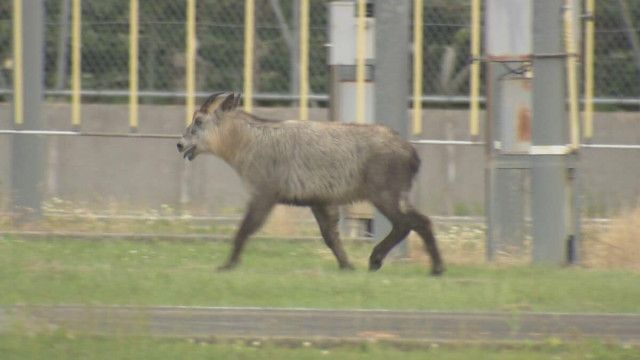 福島運転免許センターにニホンカモシカ出没