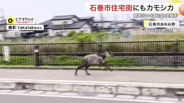 福島の運転免許センターにニホンカモシカ出没