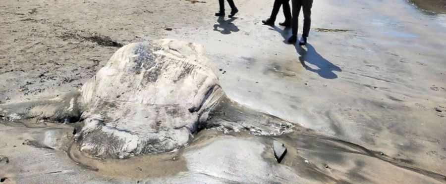 鎌倉の砂浜に漂着した2.7mの巨大マンボウ