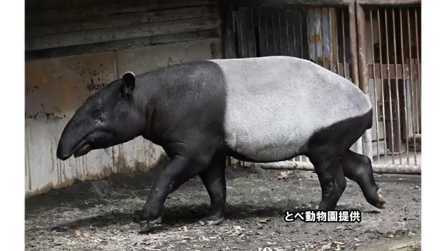 兵庫県告発文書問題で職員が漏えい関与を示唆